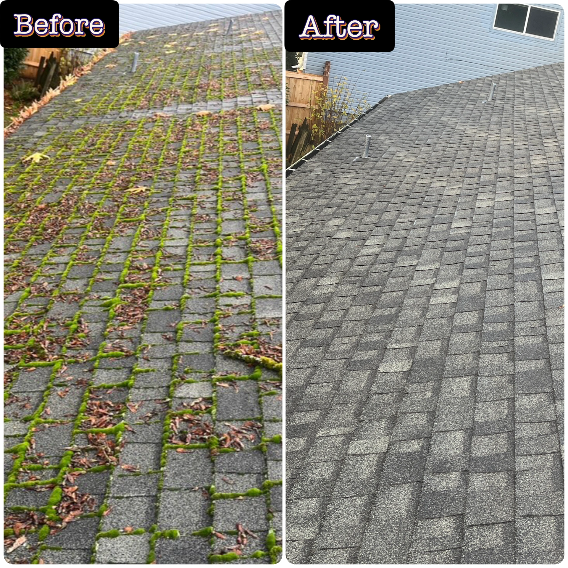 Before and after roof moss removal service in Tacoma Washington showing moss-covered shingles cleaned for better roof appearance