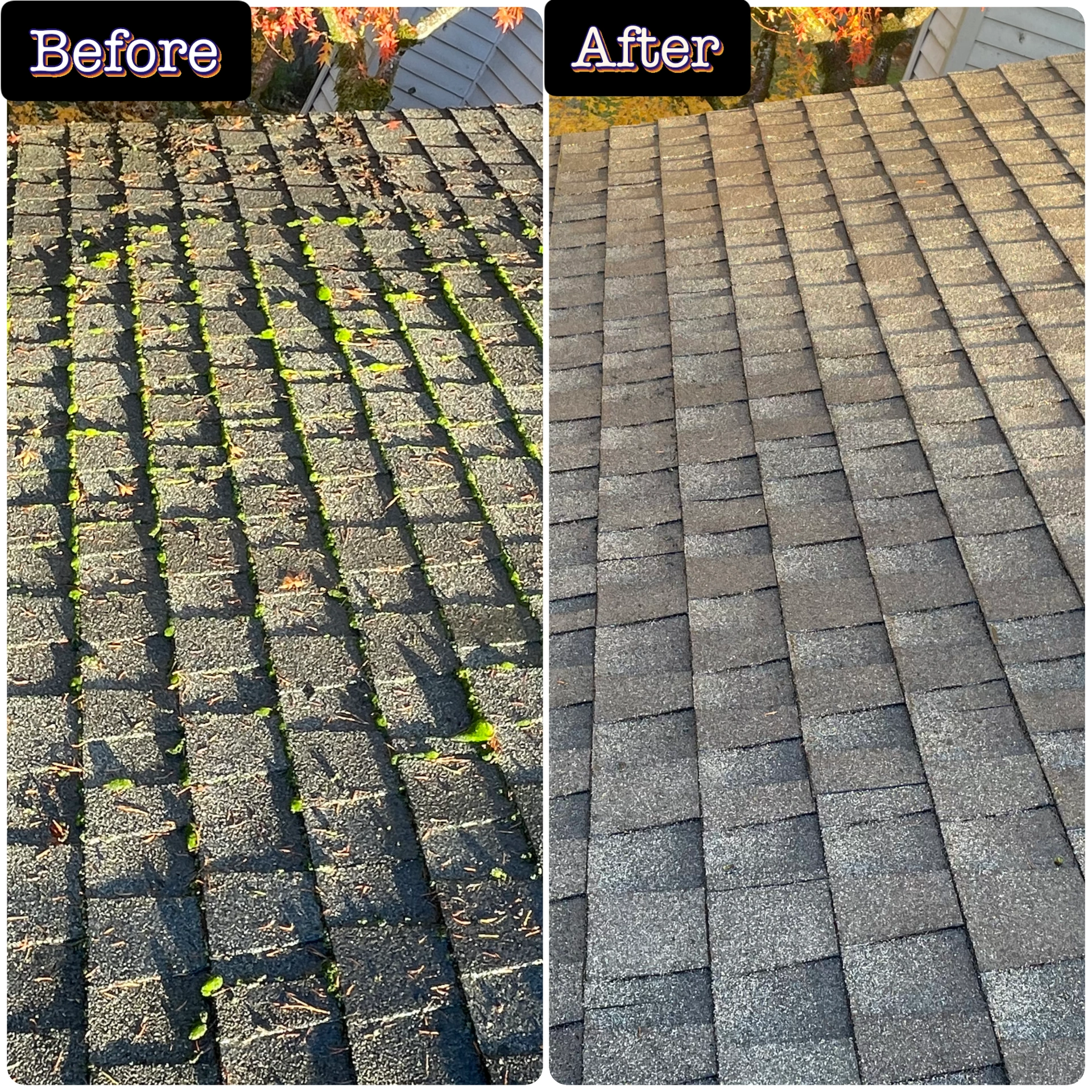 Before and after roof moss removal service showing roof moss cleaned from asphalt shingles