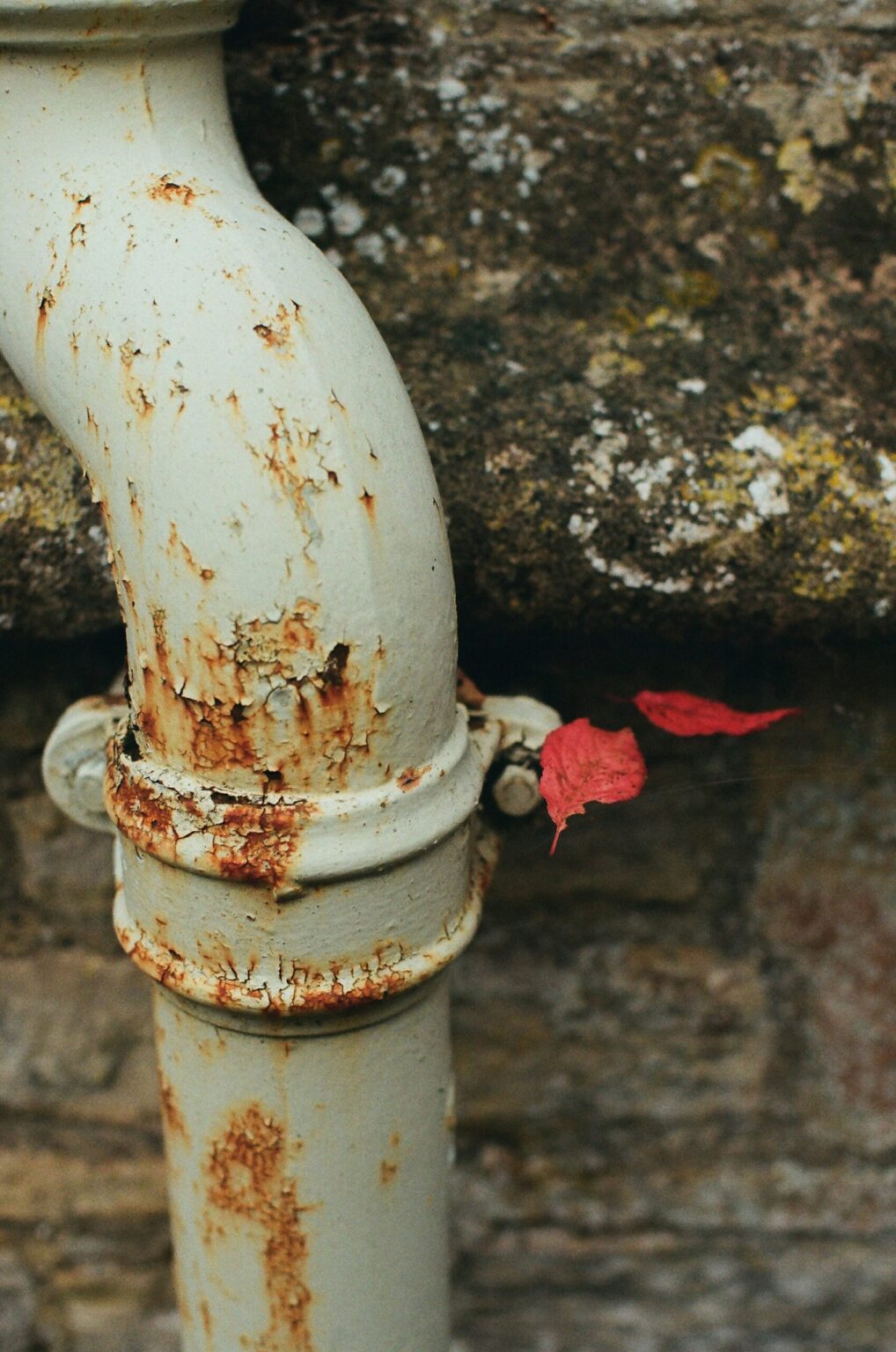 Weathered downspout with autumn leaves piled at its base