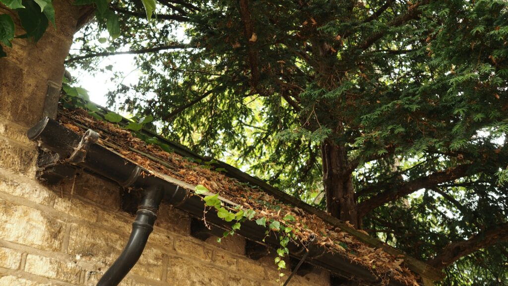 Gutter packed with conifer needles and leaves under an evergreen tree